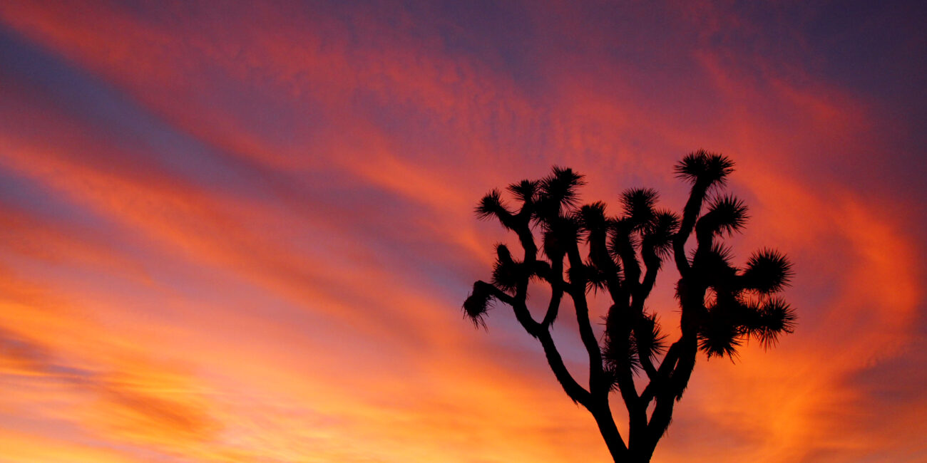 A Joshua tree with a sunset behind it