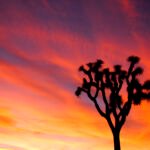 A Joshua tree with a sunset behind it