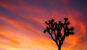 A Joshua tree with a sunset behind it
