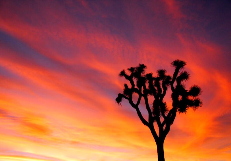 A Joshua tree with a sunset behind it