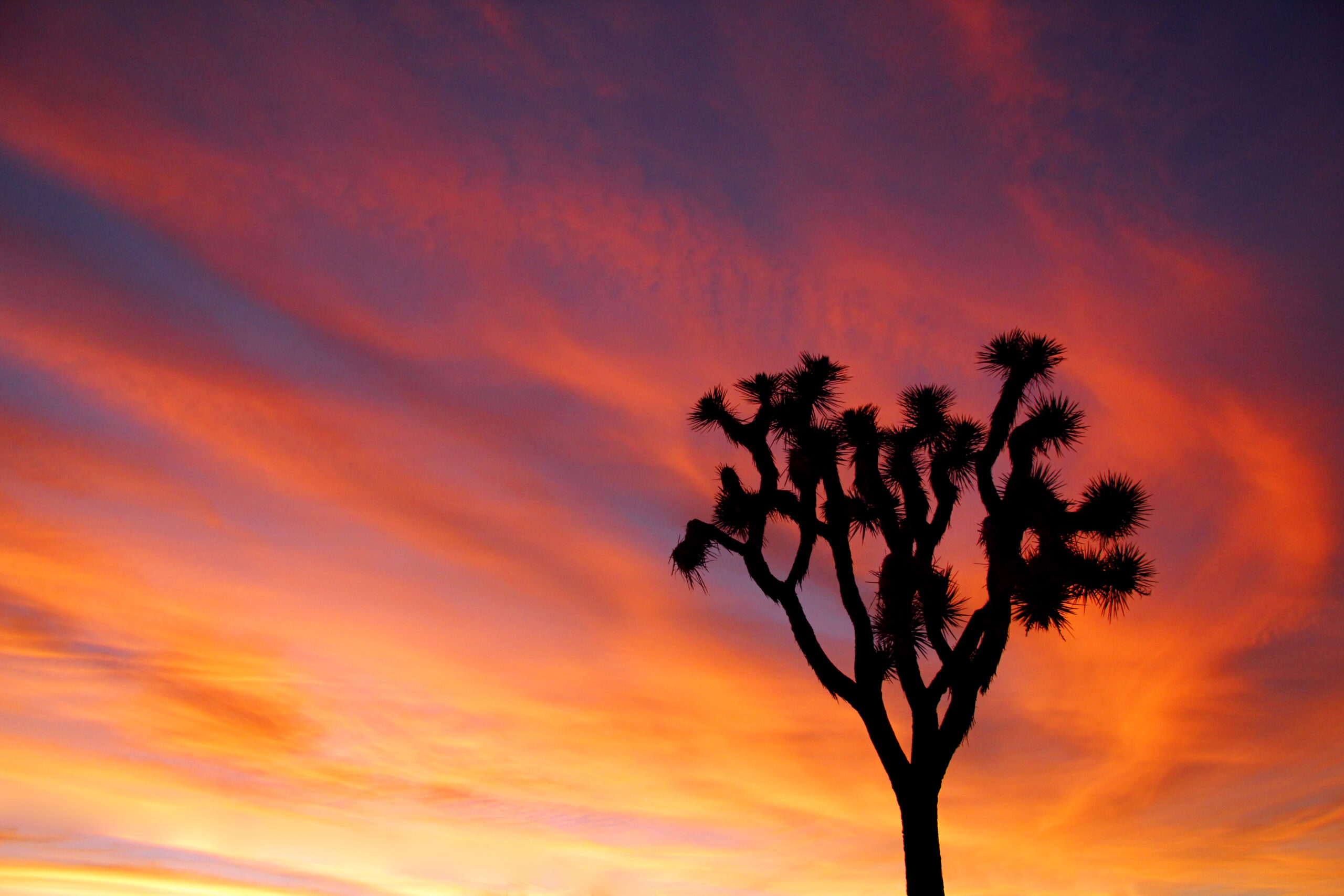 A Joshua tree with a sunset behind it