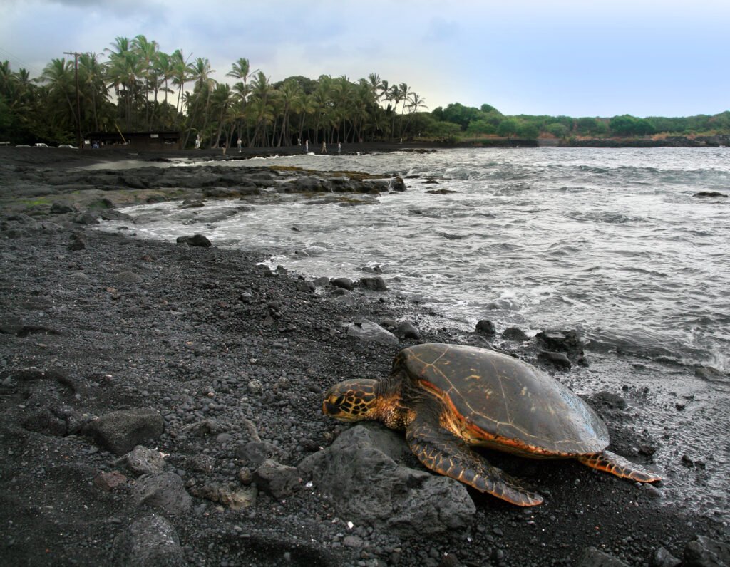 Honu resting on a black sand shore