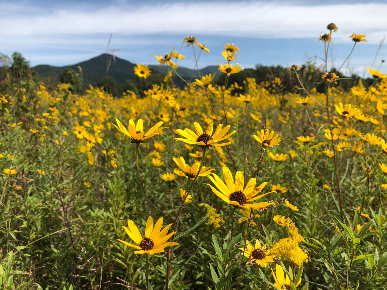 Wildflowers in the Smokies