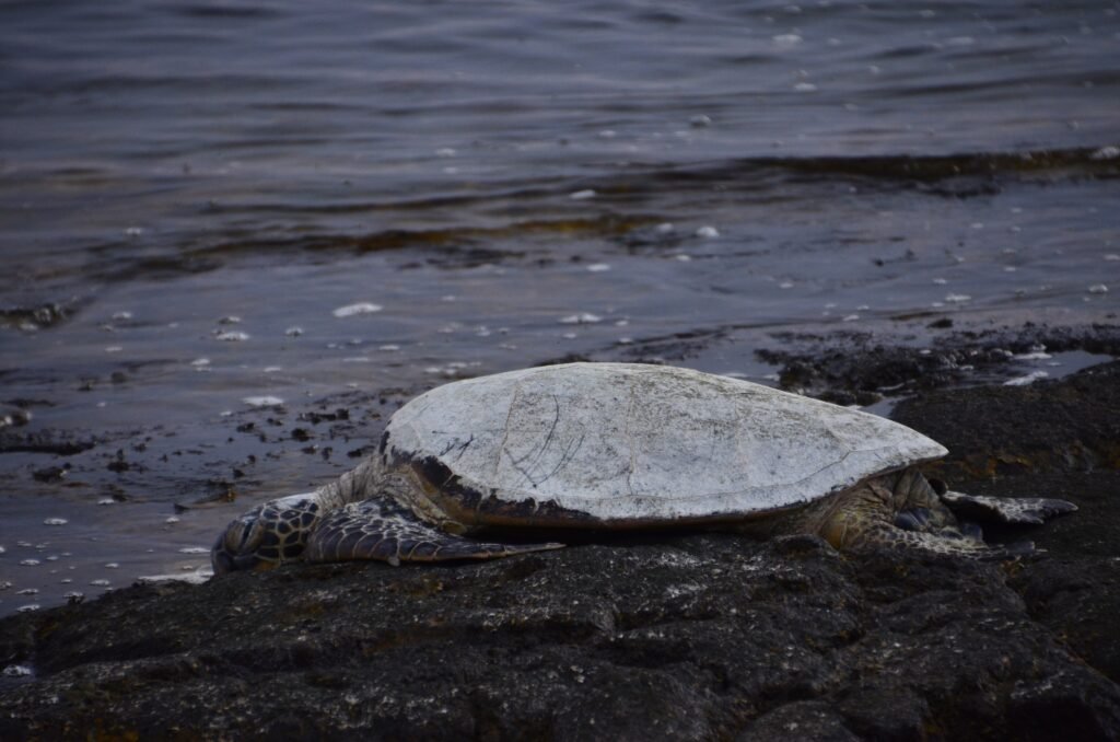 Honu resting at Kaloko-Honokōhau