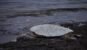 Honu resting at Kaloko-Honokōhau
