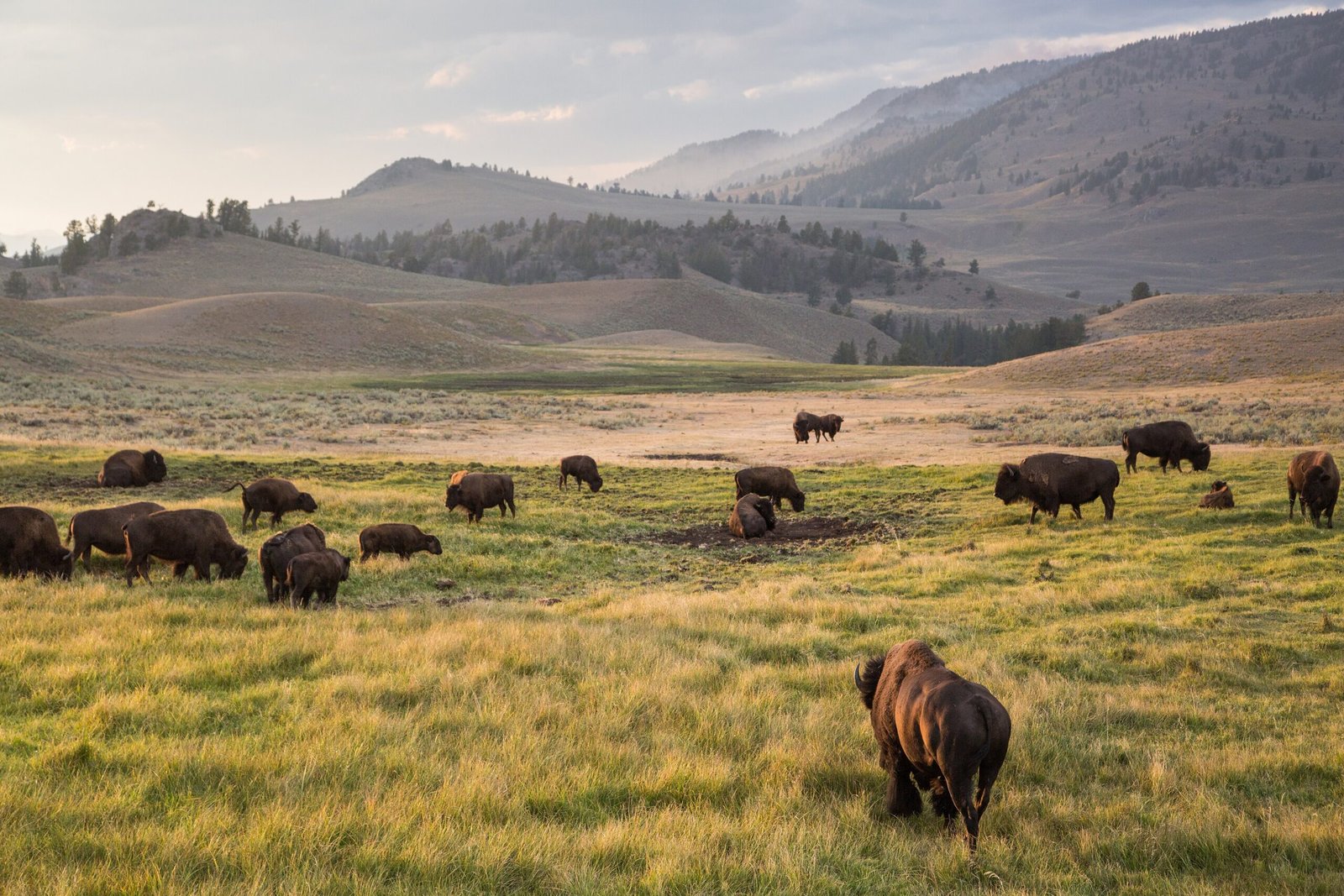 Bison grazing in Lamar Valley